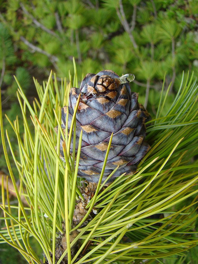 Изображение особи Pinus sibirica.