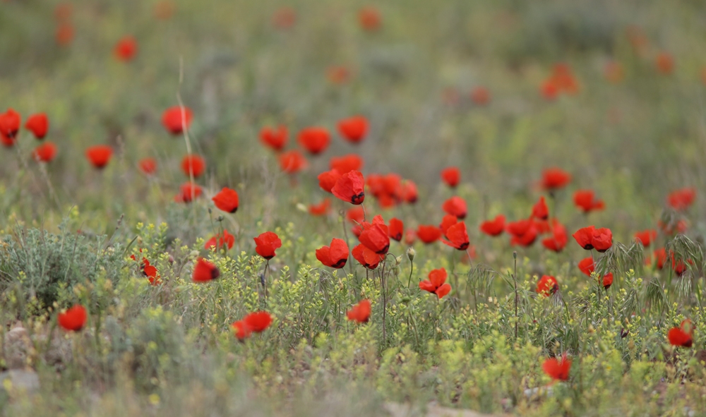 Изображение особи Papaver pavoninum.