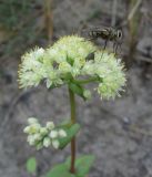 Hylotelephium stepposum. Соцветие с сидящей ежемухой (сем. Tachinidae). Барнаул, Барнаульский ленточный бор. 15.08.2011.