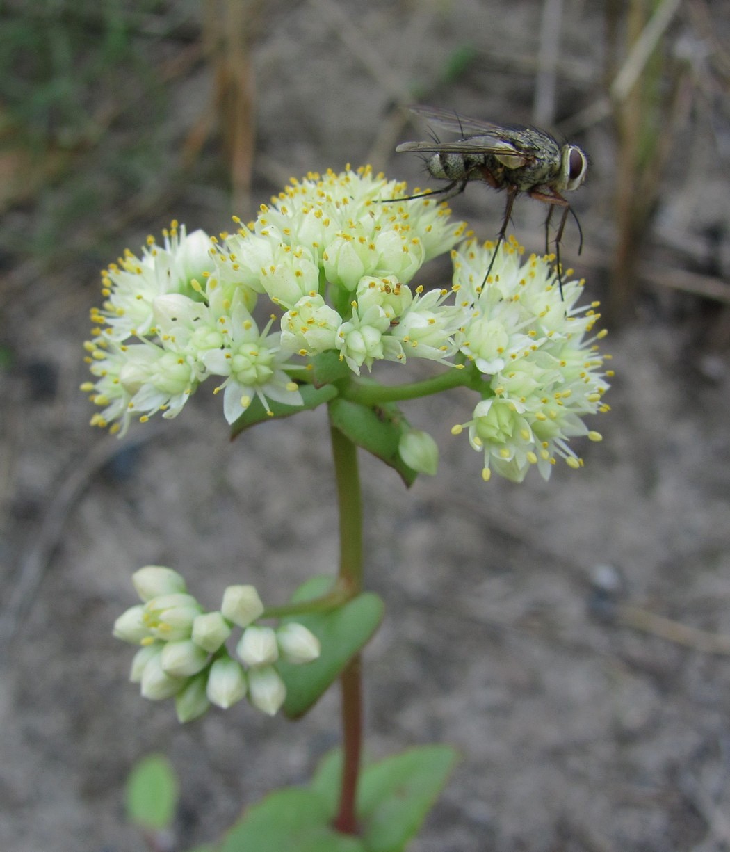 Image of Hylotelephium stepposum specimen.