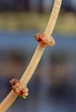 Image of taxon representative. Author is Евгений Пахомов