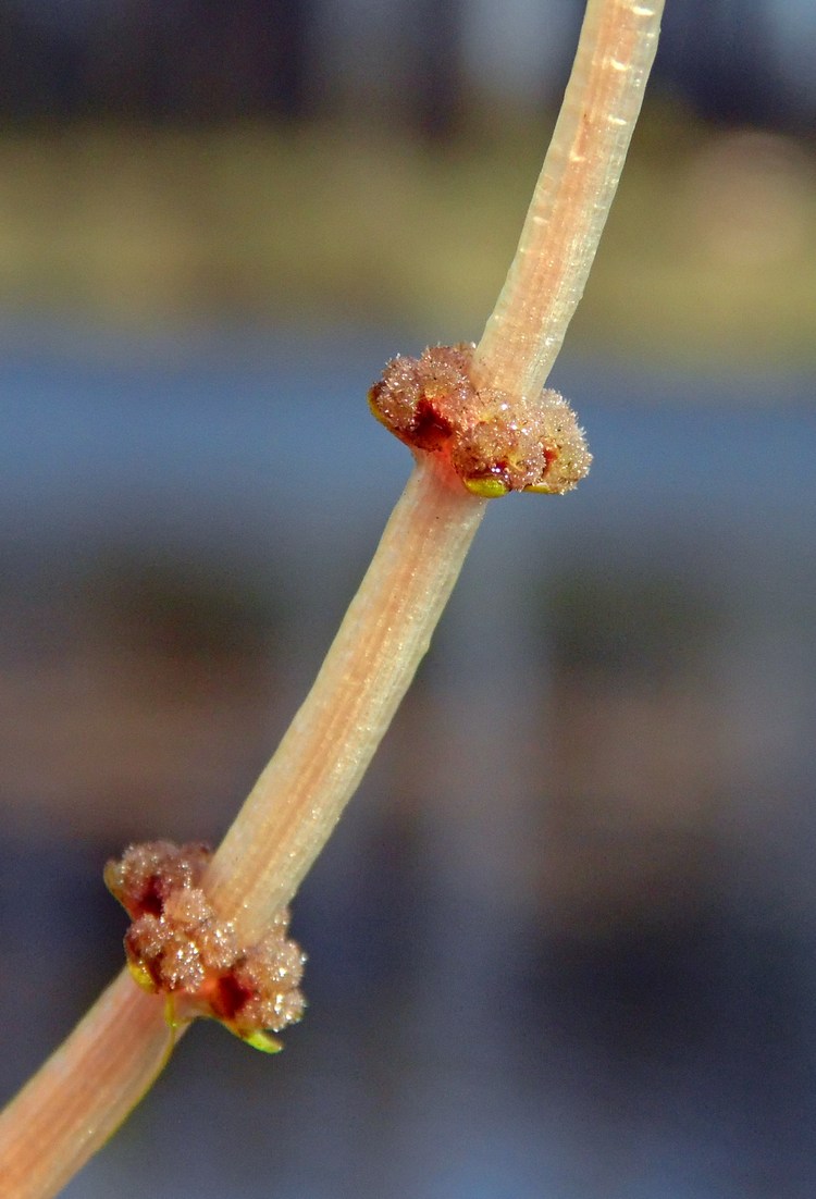 Изображение особи Myriophyllum spicatum.