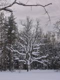 Quercus robur. Покоящееся старое дерево на поляне. Санкт-Петербург, Старый Петергоф, парк \"Сергиевка\". 13.02.2010.