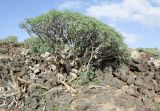 Euphorbia balsamifera. Старое растение с отмирающими стволами и ветками на склоне каменистого вала. Испания, автономное сообщество Канарские острова, о-в Фуэртевентура, провинция Лас Пальмас, муниципалитет Ла Олива, восточные окр. пос. Эль Котильо, предгорная равнина, пояс суккулентных кустарников. 17.03.2016.