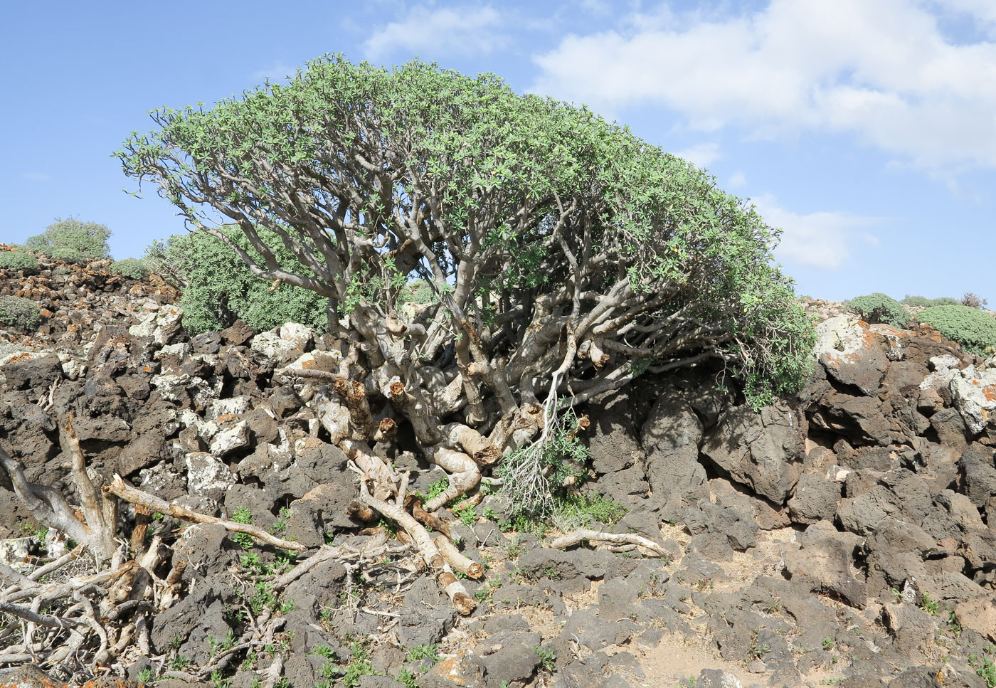 Image of Euphorbia balsamifera specimen.