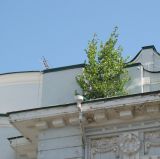 Betula pendula