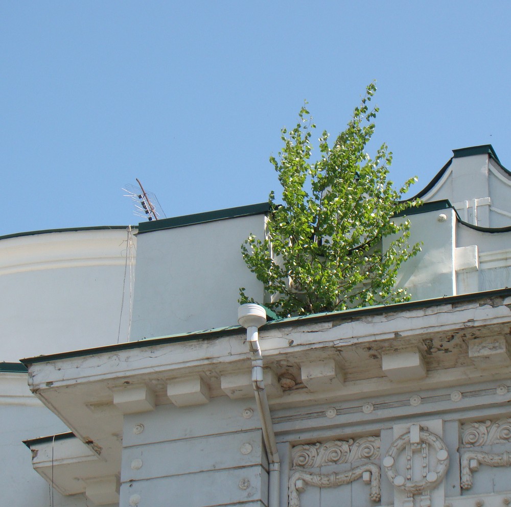 Image of Betula pendula specimen.