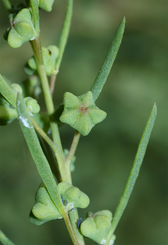 Image of Suaeda glauca specimen.