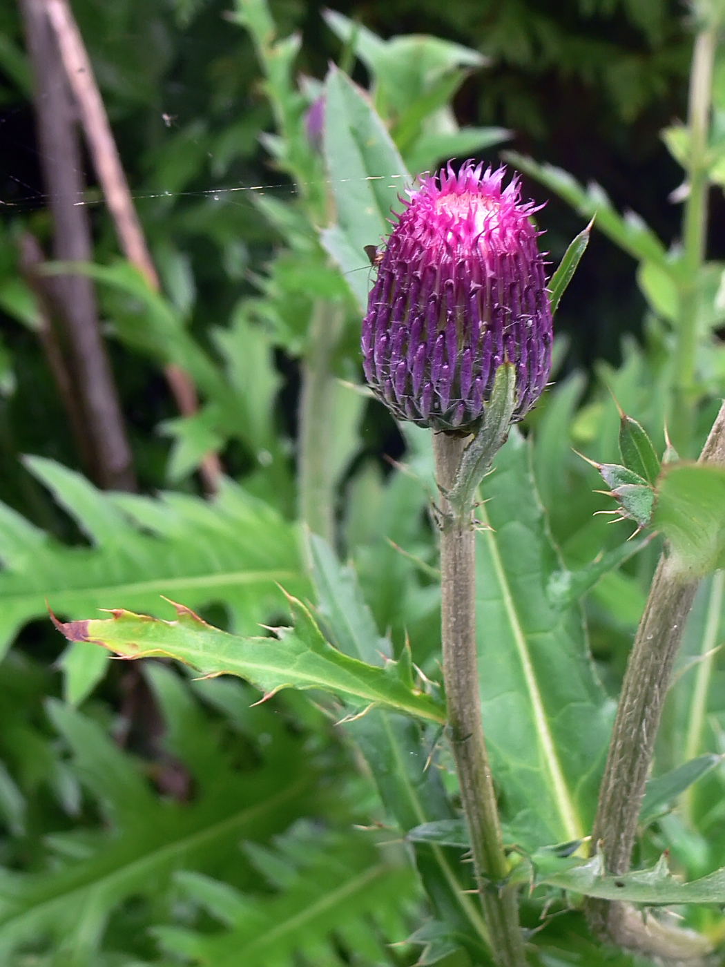 Image of Cirsium maackii specimen.