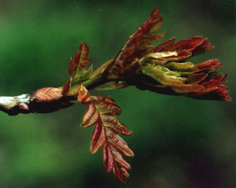 Image of Quercus robur specimen.