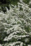 Spiraea × cinerea