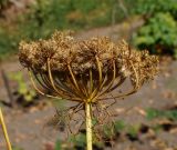 Daucus sativus. Созревшее пазушное соплодие (вид сбоку). Восточный Казахстан, Уланский р-н, с. Украинка, дачный участок. 02.09.2016.