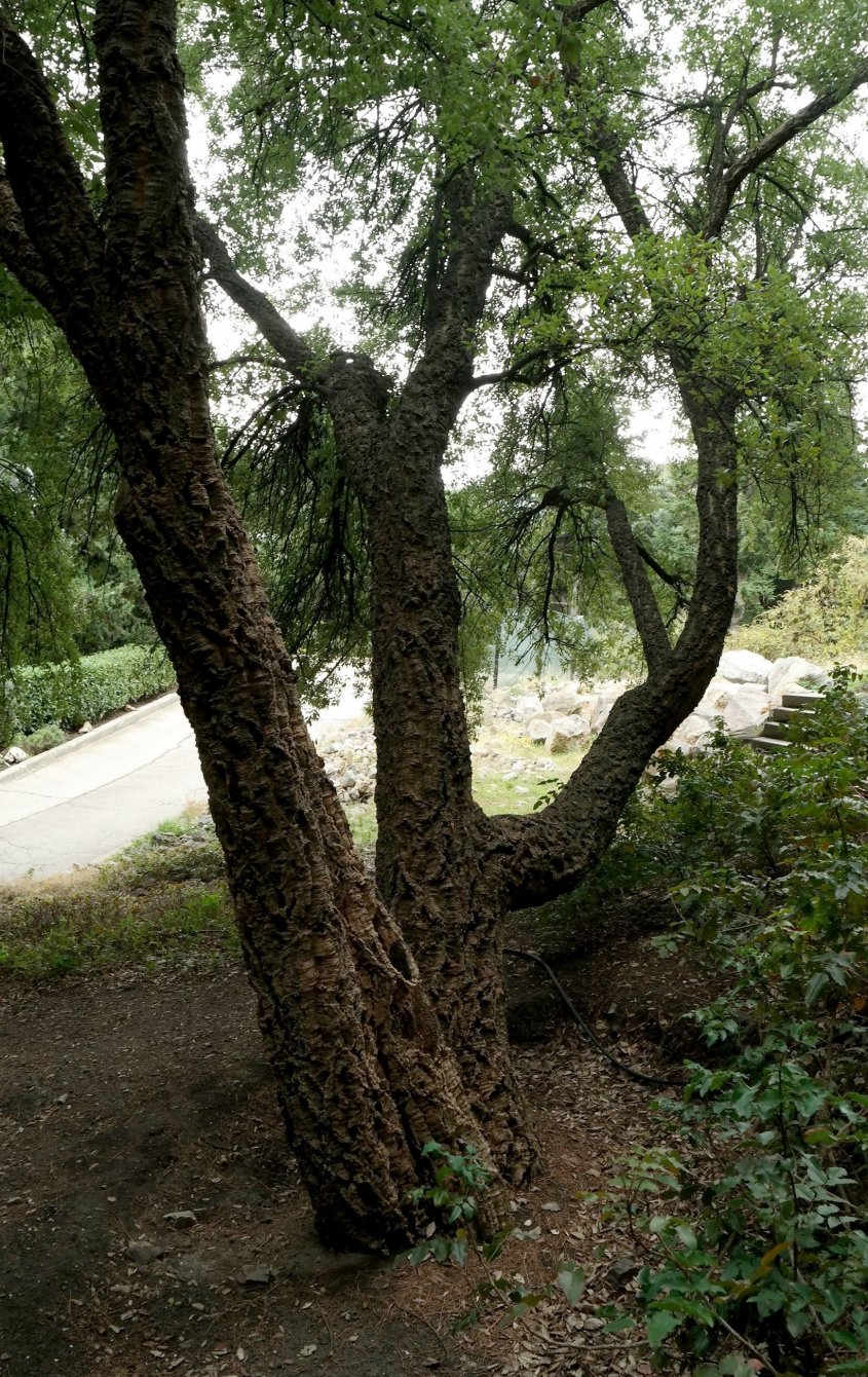 Изображение особи Quercus suber.