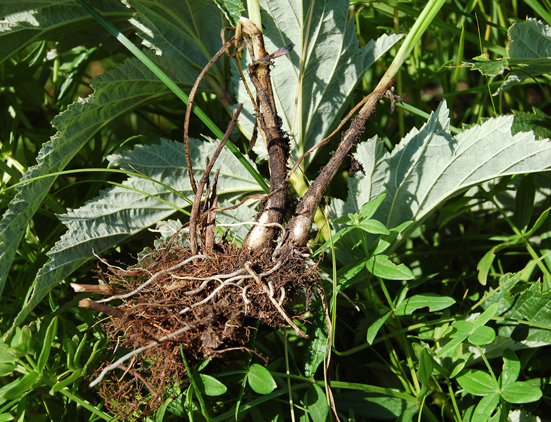 Image of Allium angulosum specimen.