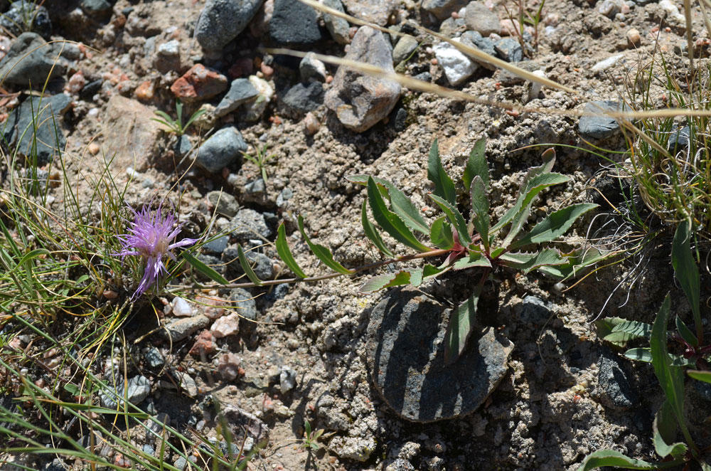 Изображение особи Klasea procumbens.