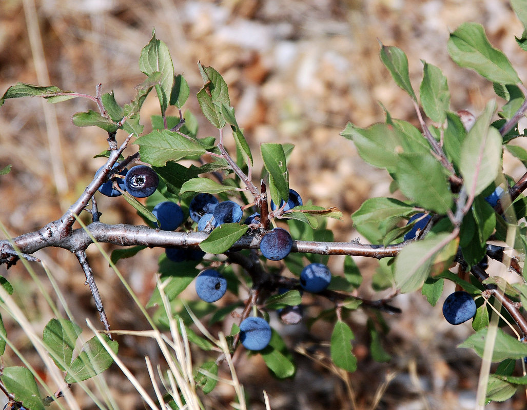 Изображение особи Prunus stepposa.