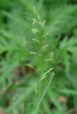 Festuca pratensis. Соцветие. Иркутская обл., окр. Иркутска. 27.06.2016.