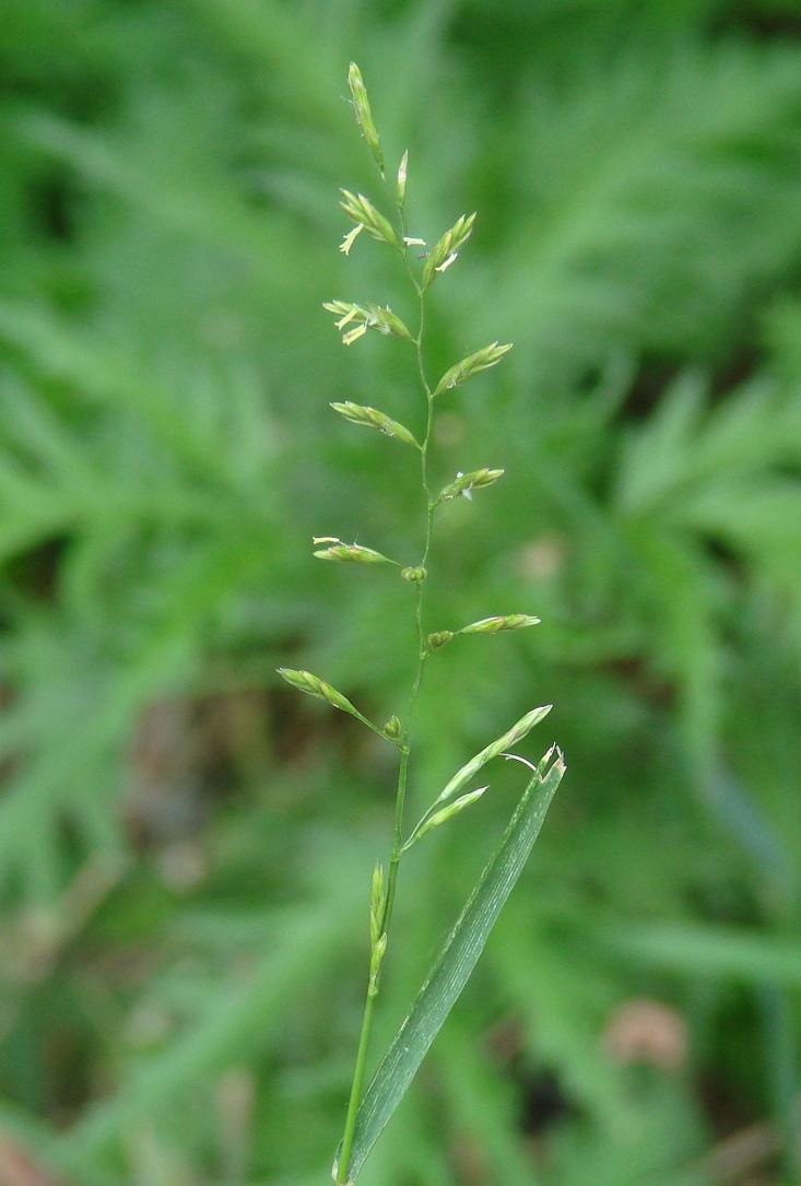 Изображение особи Festuca pratensis.