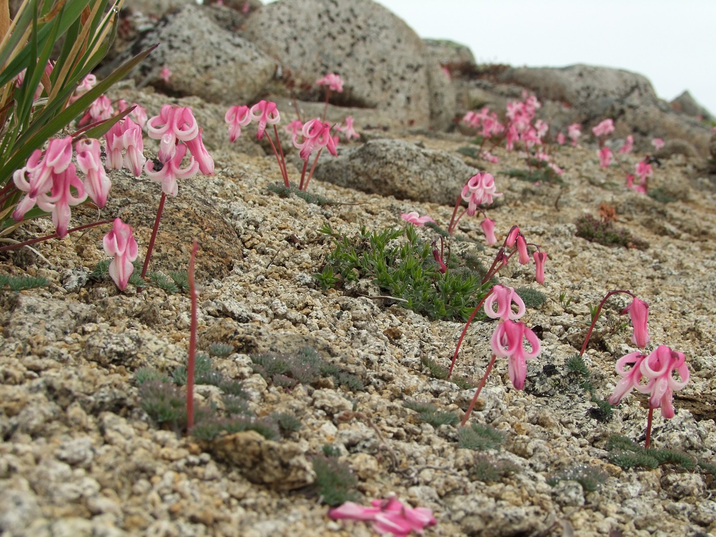 Изображение особи Dicentra peregrina.