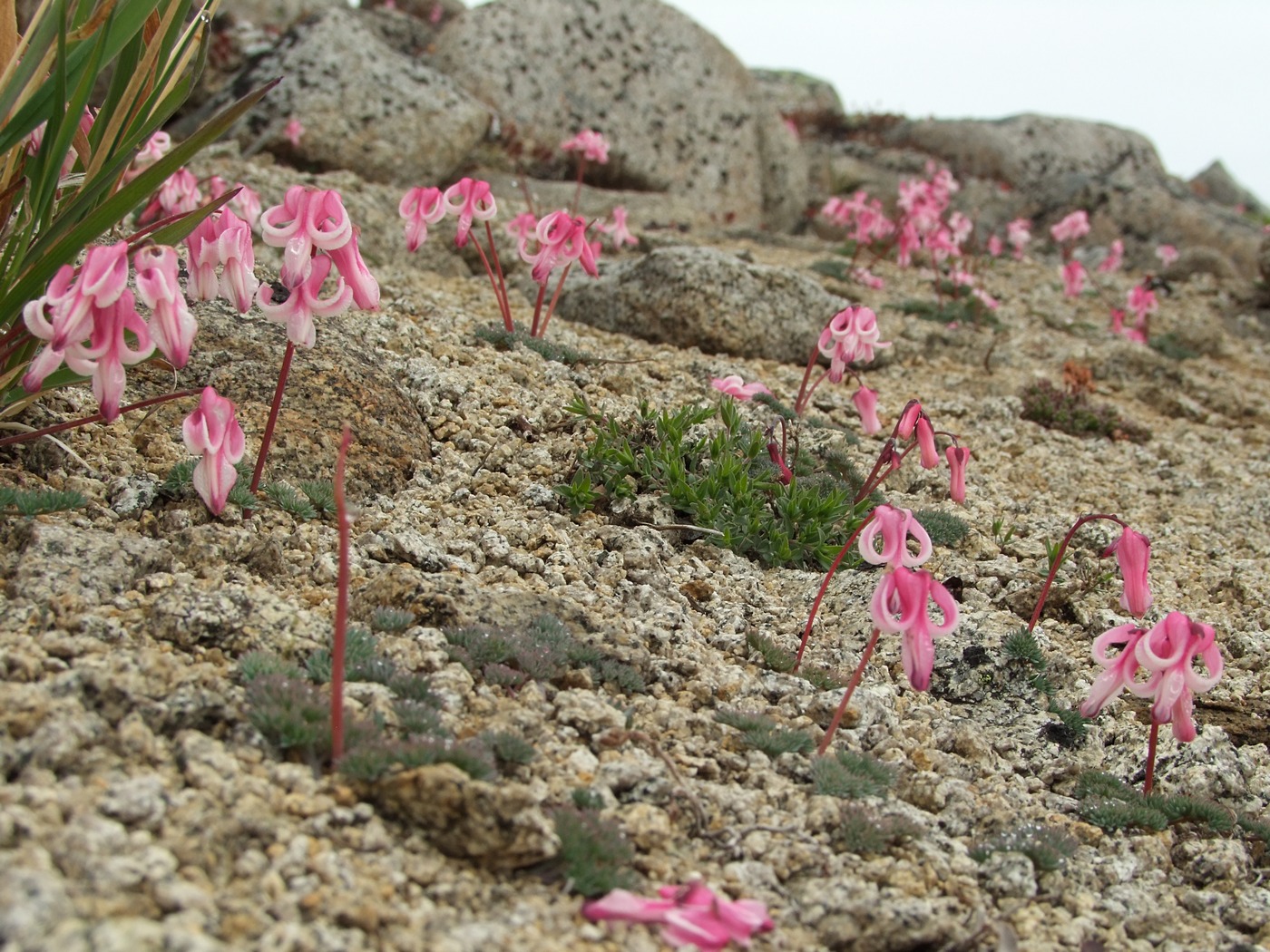 Image of Dicentra peregrina specimen.