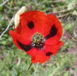 Papaver laevigatum