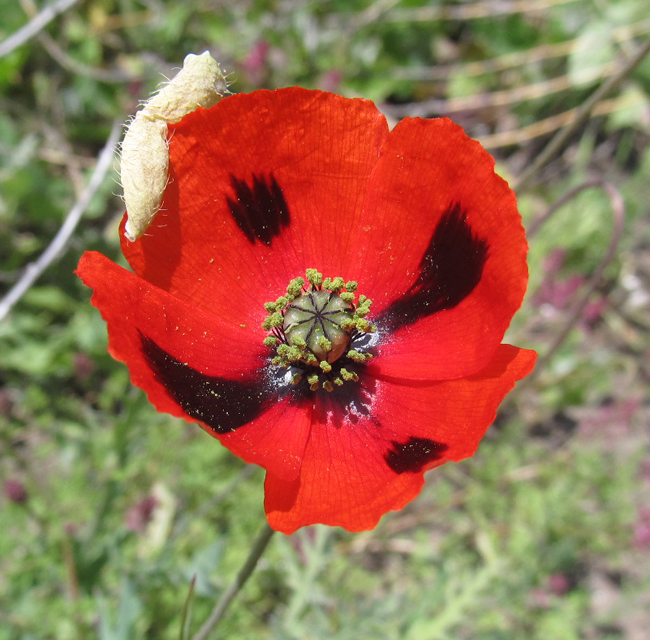 Image of Papaver laevigatum specimen.