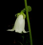 Campanula alliariifolia