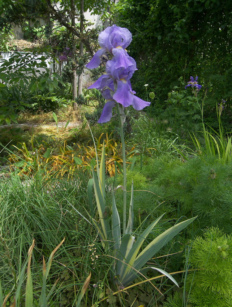 Изображение особи Iris pallida.