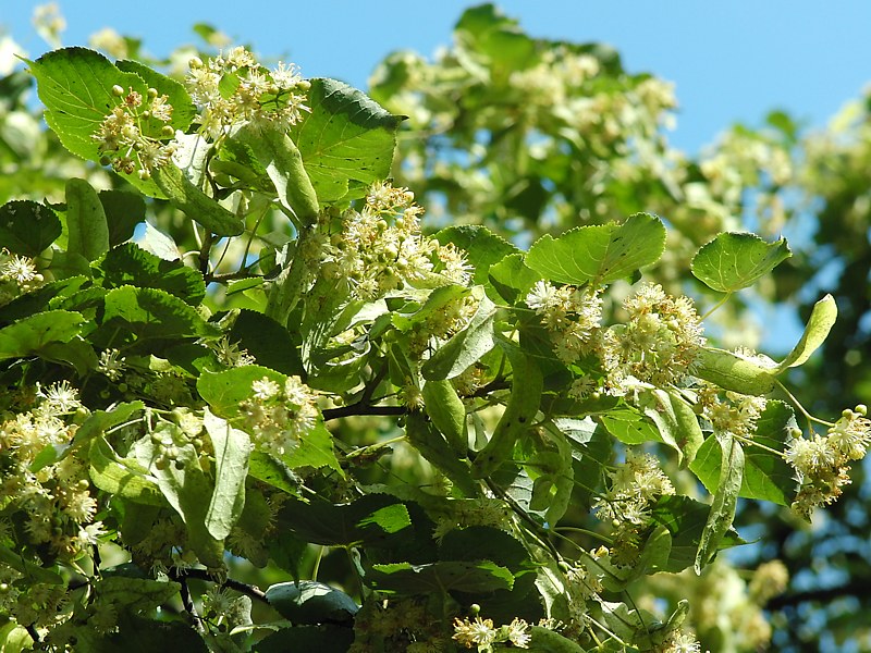 Изображение особи Tilia cordata.