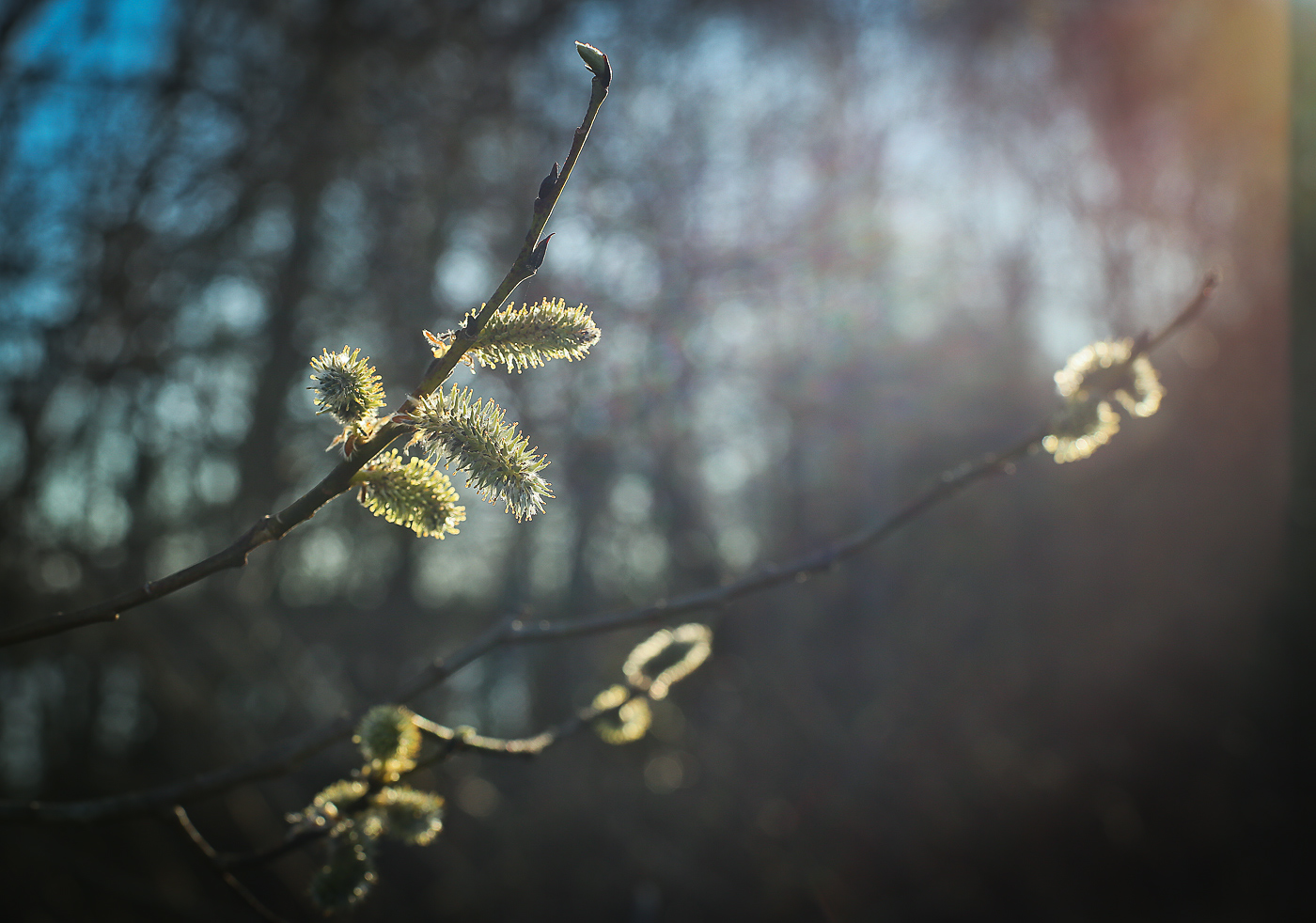 Image of Salix caprea specimen.