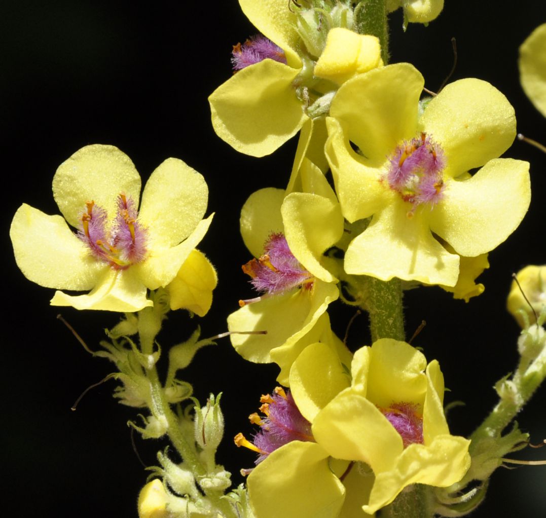 Изображение особи Verbascum nigrum.