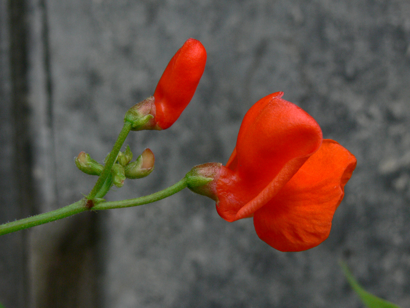 Image of Phaseolus coccineus specimen.