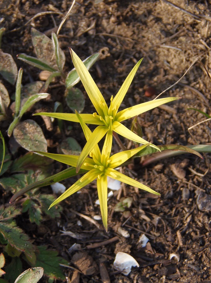 Image of genus Gagea specimen.
