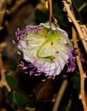 Capparis aegyptia