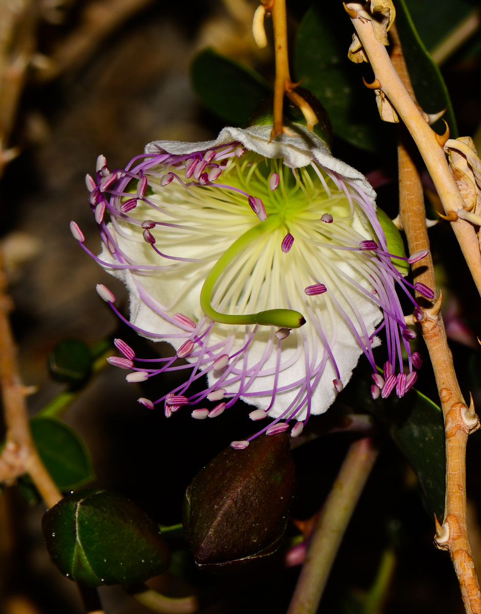 Image of Capparis aegyptia specimen.