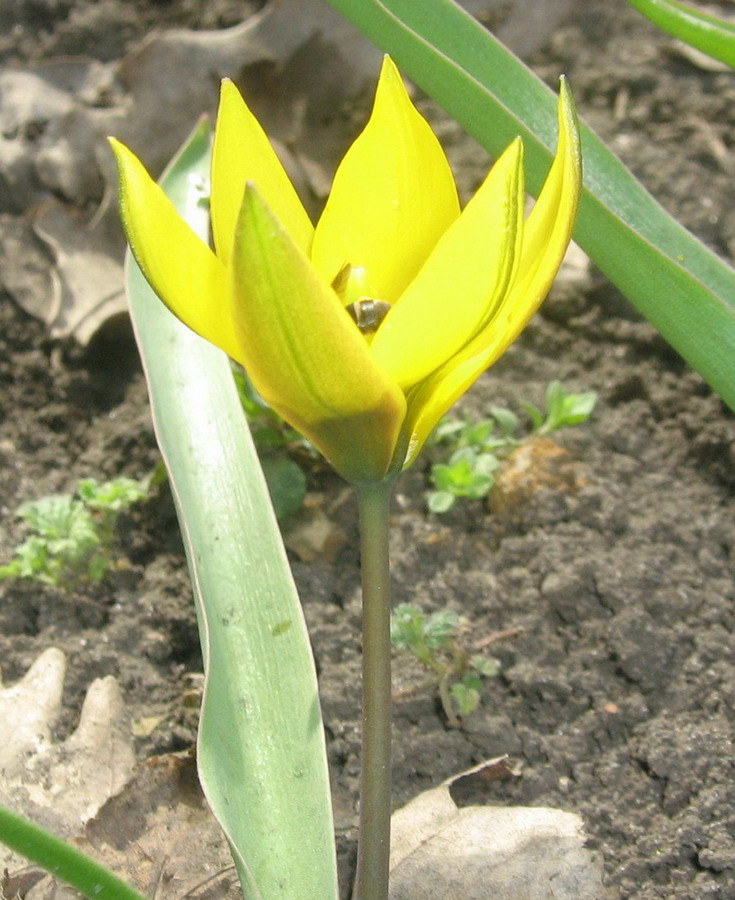 Image of Tulipa dasystemon specimen.