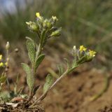 Alyssum minutum