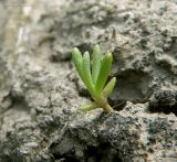 Spergularia marina