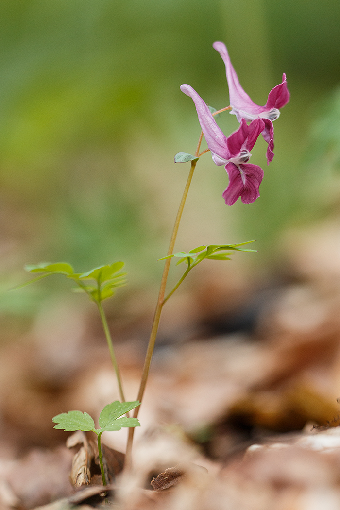 Image of Corydalis caucasica specimen.