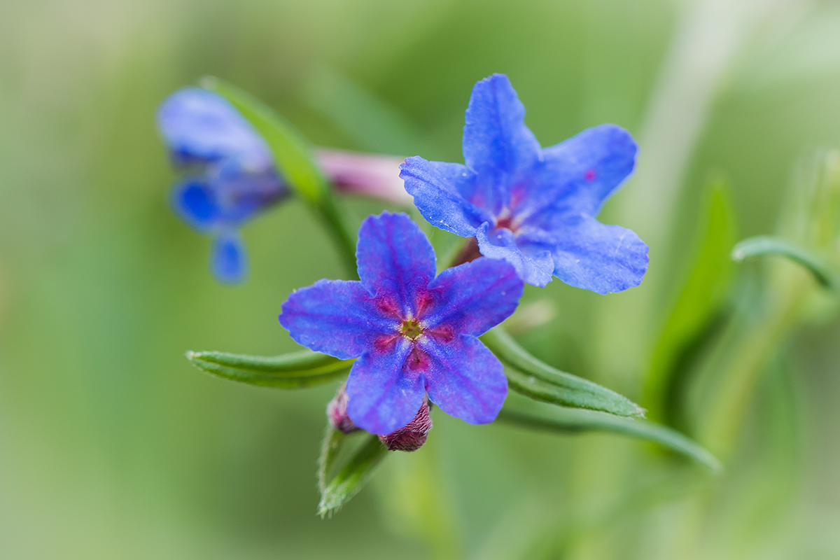 Изображение особи Aegonychon purpureocaeruleum.