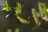 Salix myrsinifolia