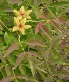 Paeonia suffruticosa