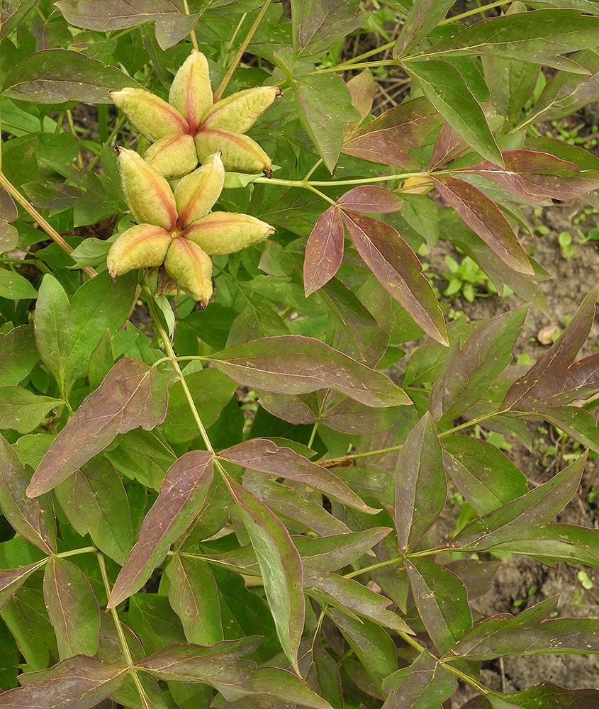 Image of Paeonia suffruticosa specimen.