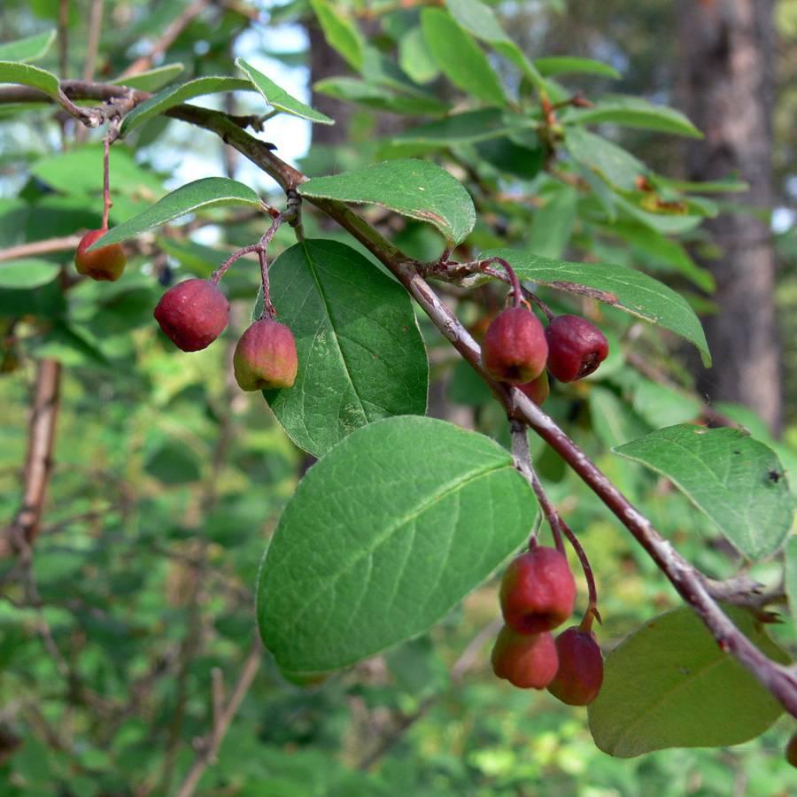 Image of Cotoneaster melanocarpus specimen.