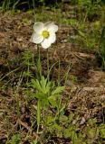 Anemone sylvestris. Цветущее растение. Башкортостан, долина р. Юрюзань ниже г. Усть-Катав, скалы Пороховой горы, разреженный сосновый бор. 10 июня 2017 г.
