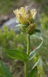 Gentiana punctata. Верхушка цветущего растения. Чехия, Оломоуцкий край, природный заповедник Jeseníky, субальпийский луг. 15.06.2017.