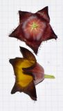 Desmidorchis speciosa