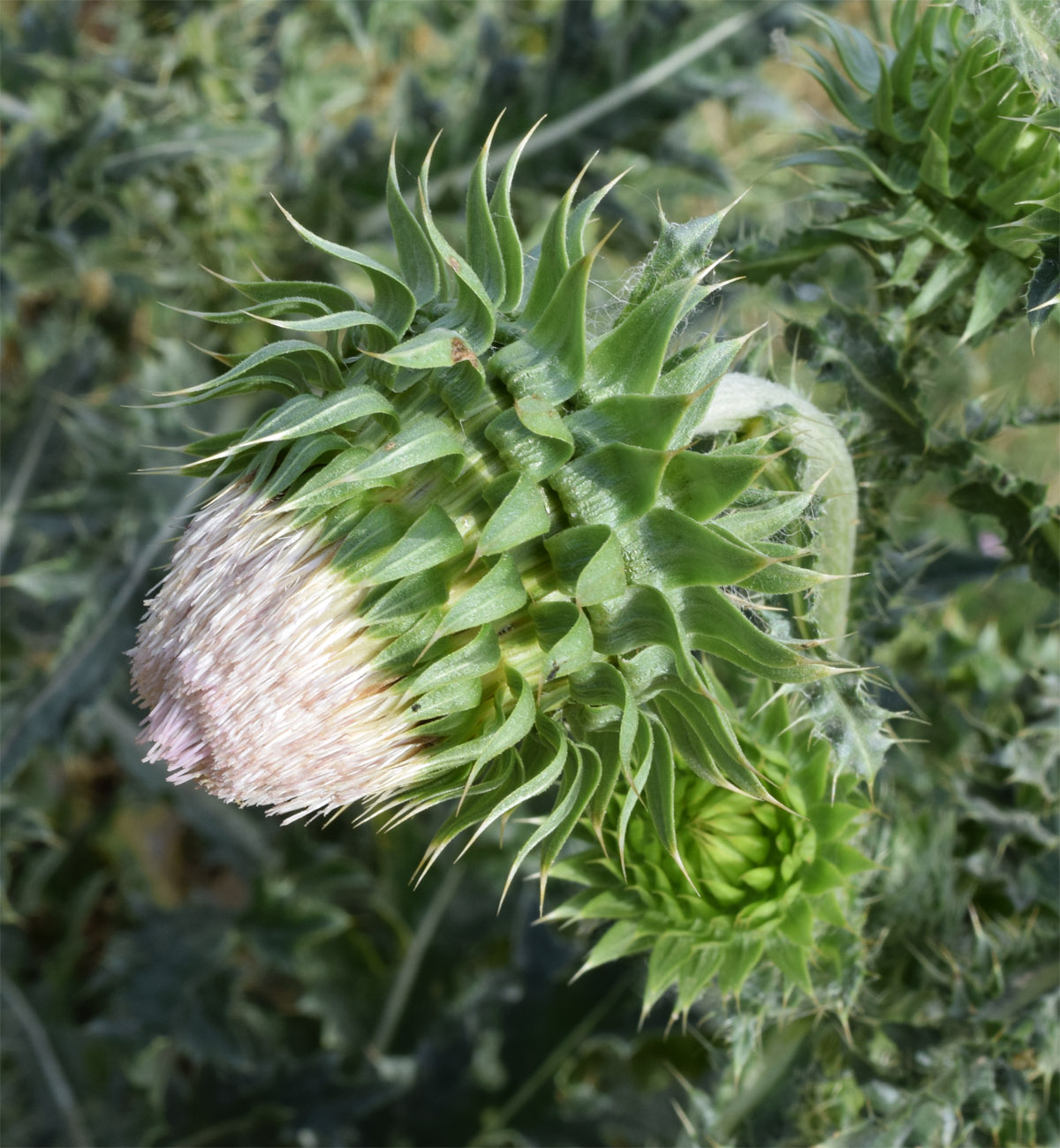 Изображение особи Carduus coloratus.