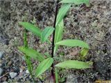 Saponaria officinalis