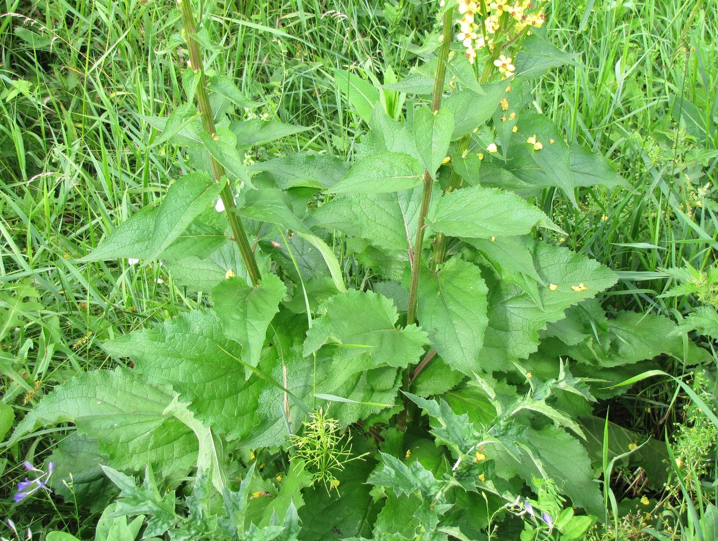 Изображение особи Verbascum nigrum.